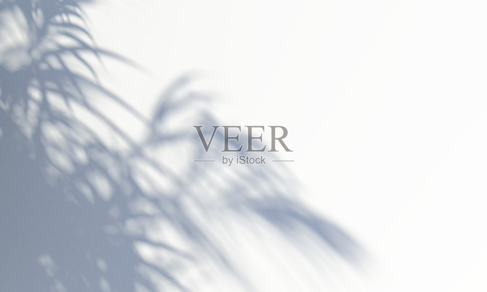 一棵树的影子落在白墙上。三维渲染照片摄影图片