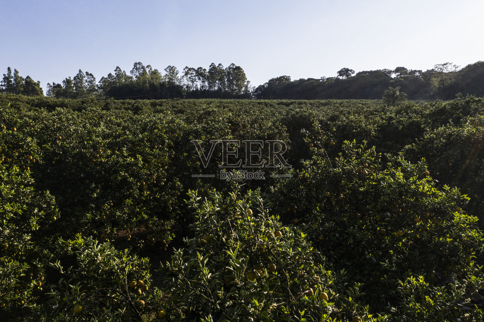 巴西产橙子照片摄影图片