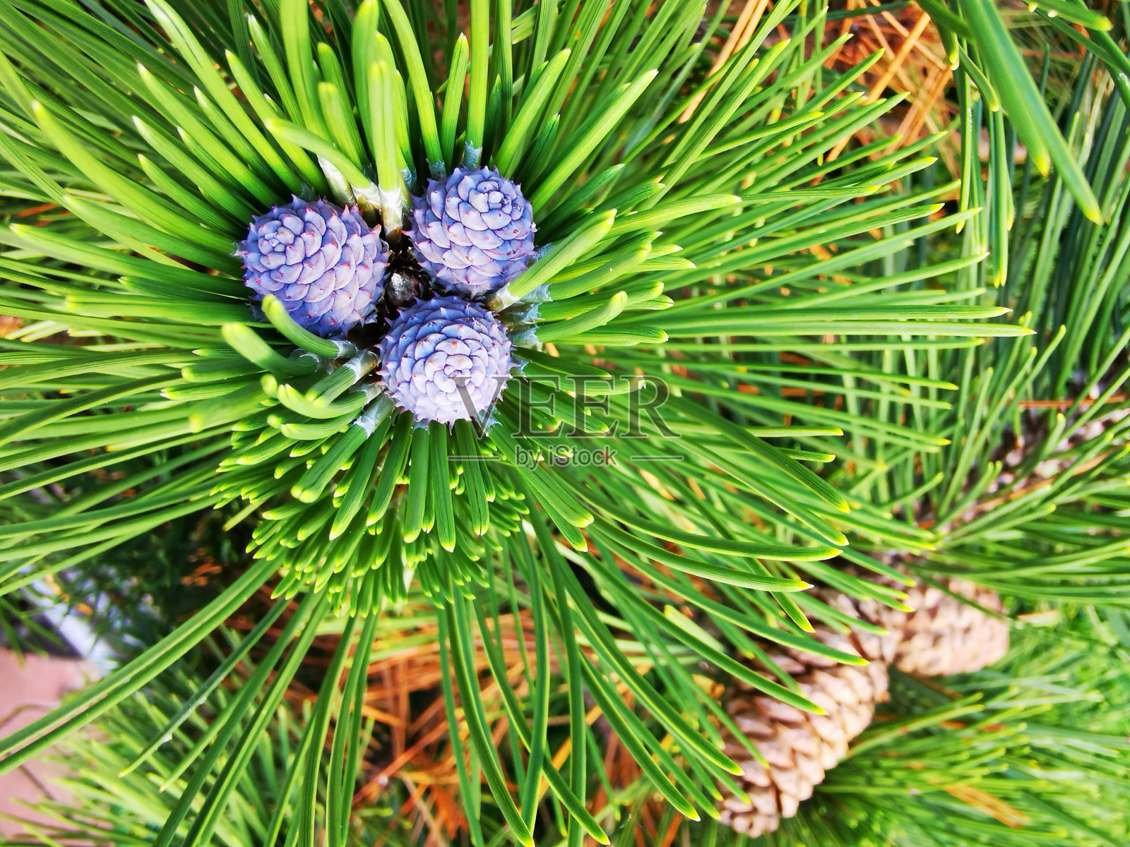 细部的小松树在花园里照片摄影图片