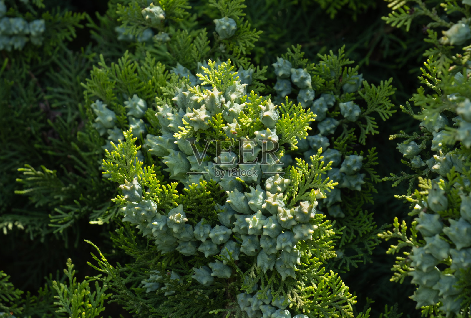 西花柏树，柏树的针叶树种子，被绿叶包围，侧柏照片摄影图片