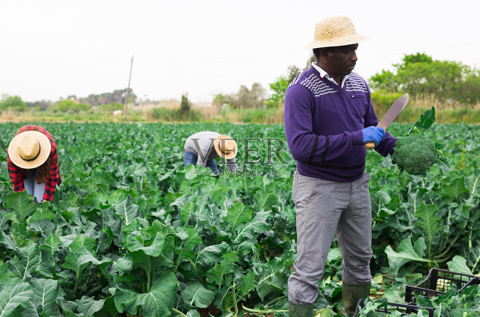 采集花椰菜的非裔美国农民照片摄影图片