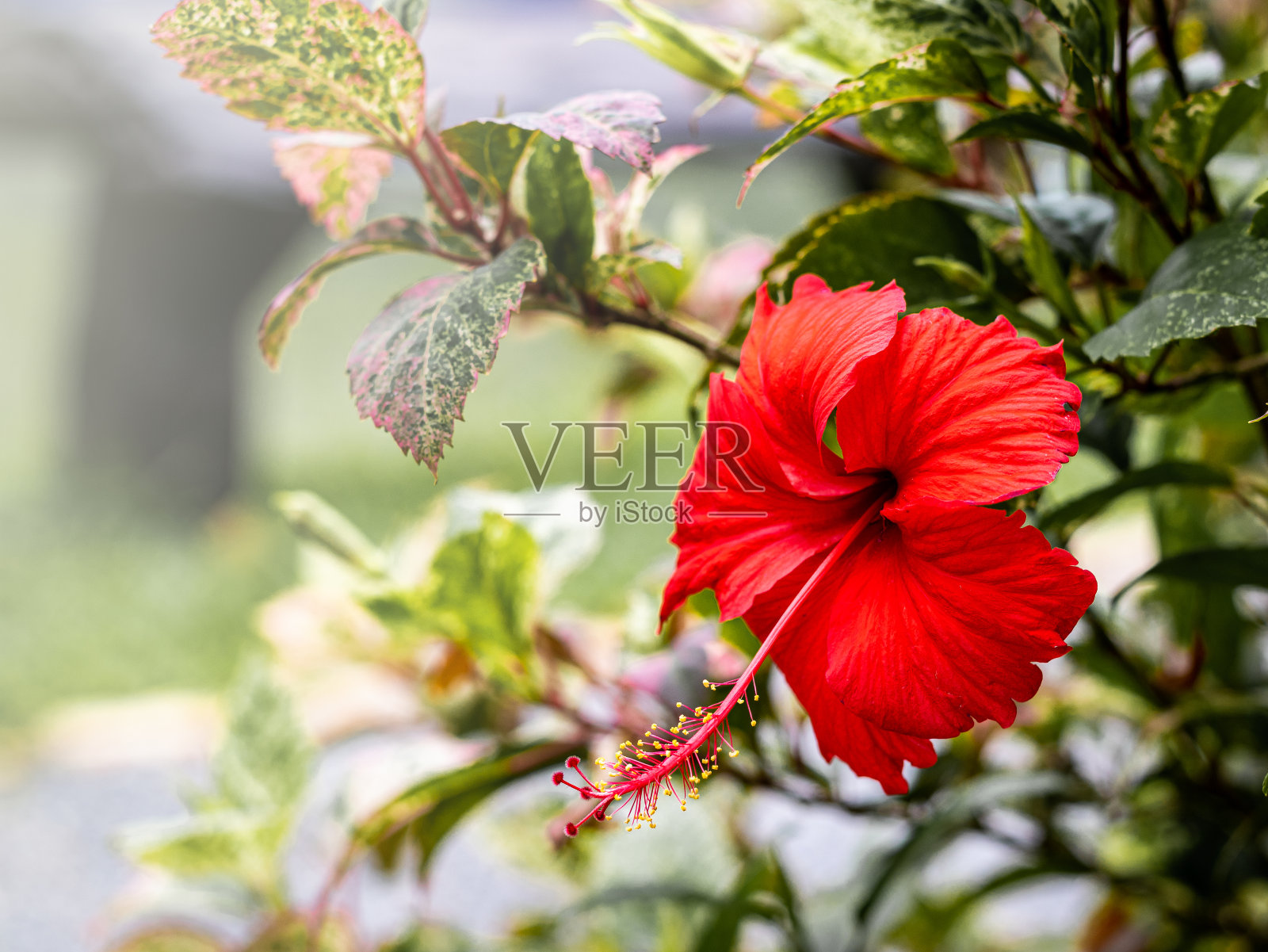 热带花后照片摄影图片