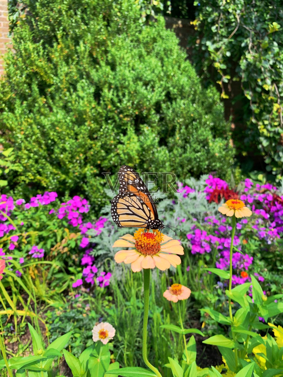 野生百日草上的蝴蝶照片摄影图片