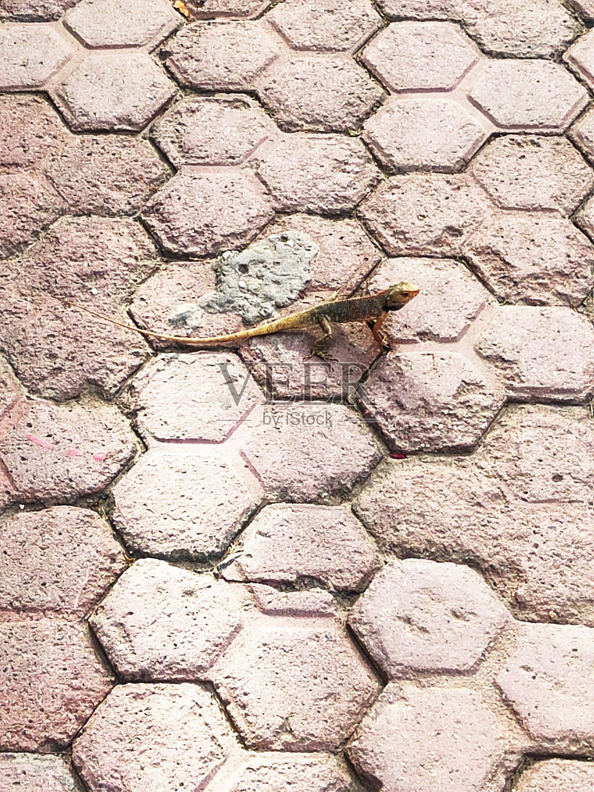 变色龙照片摄影图片