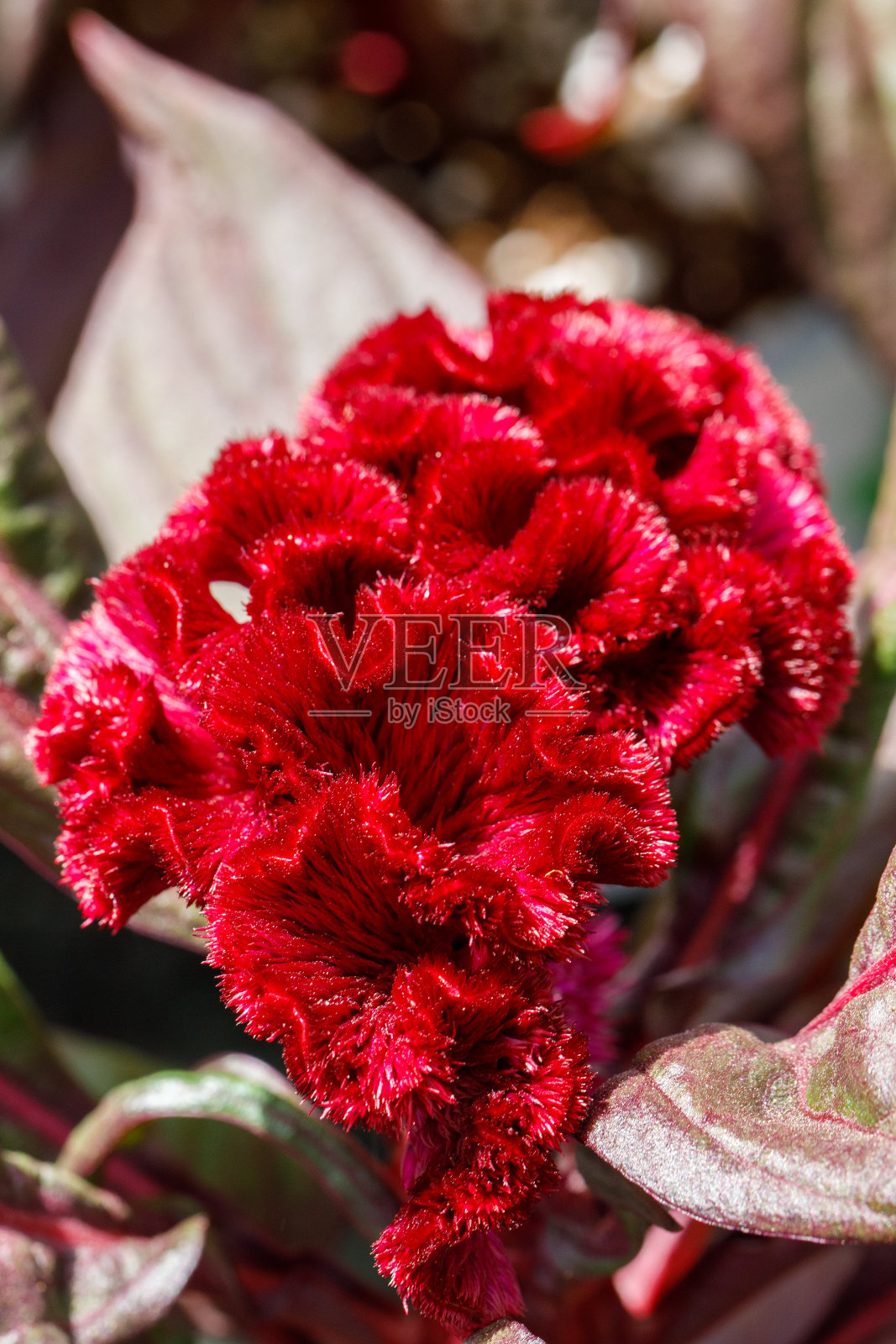 红色鸡冠花的宏观景象照片摄影图片