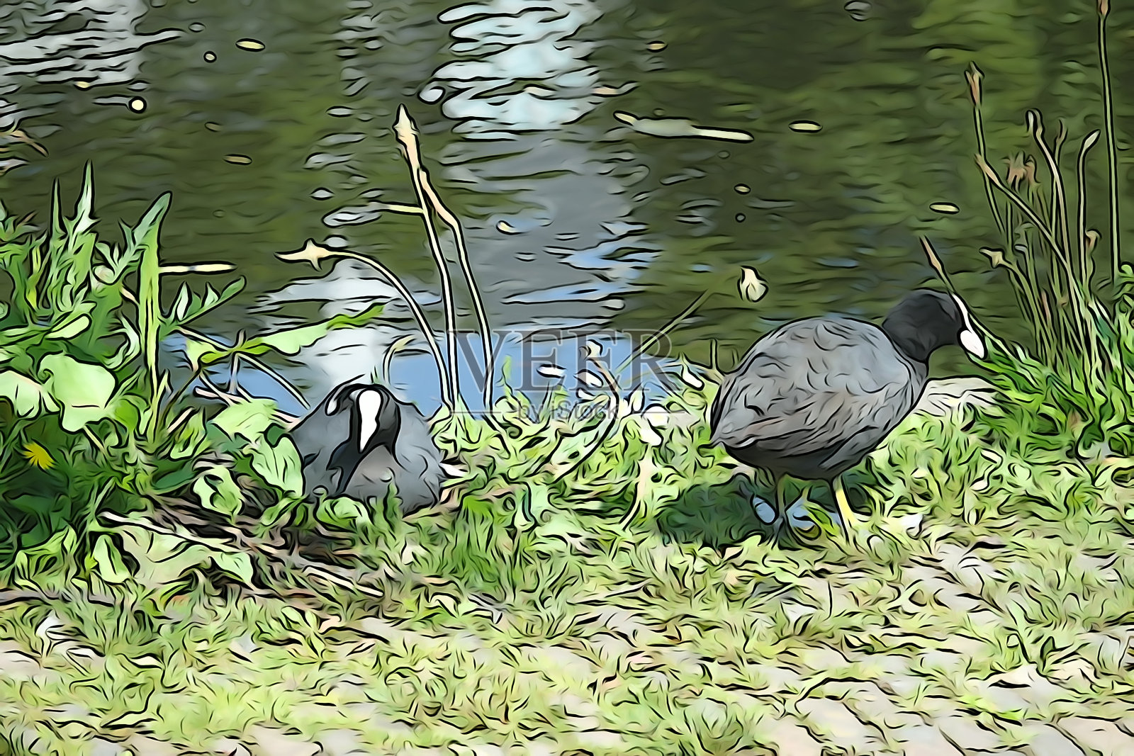 水鸟的插图图像照片摄影图片