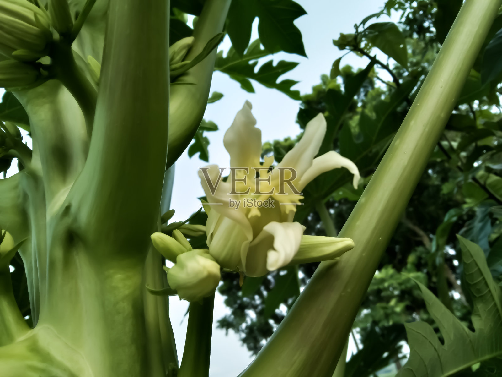 木瓜，(Carica木瓜)美丽的白色花朵照片摄影图片