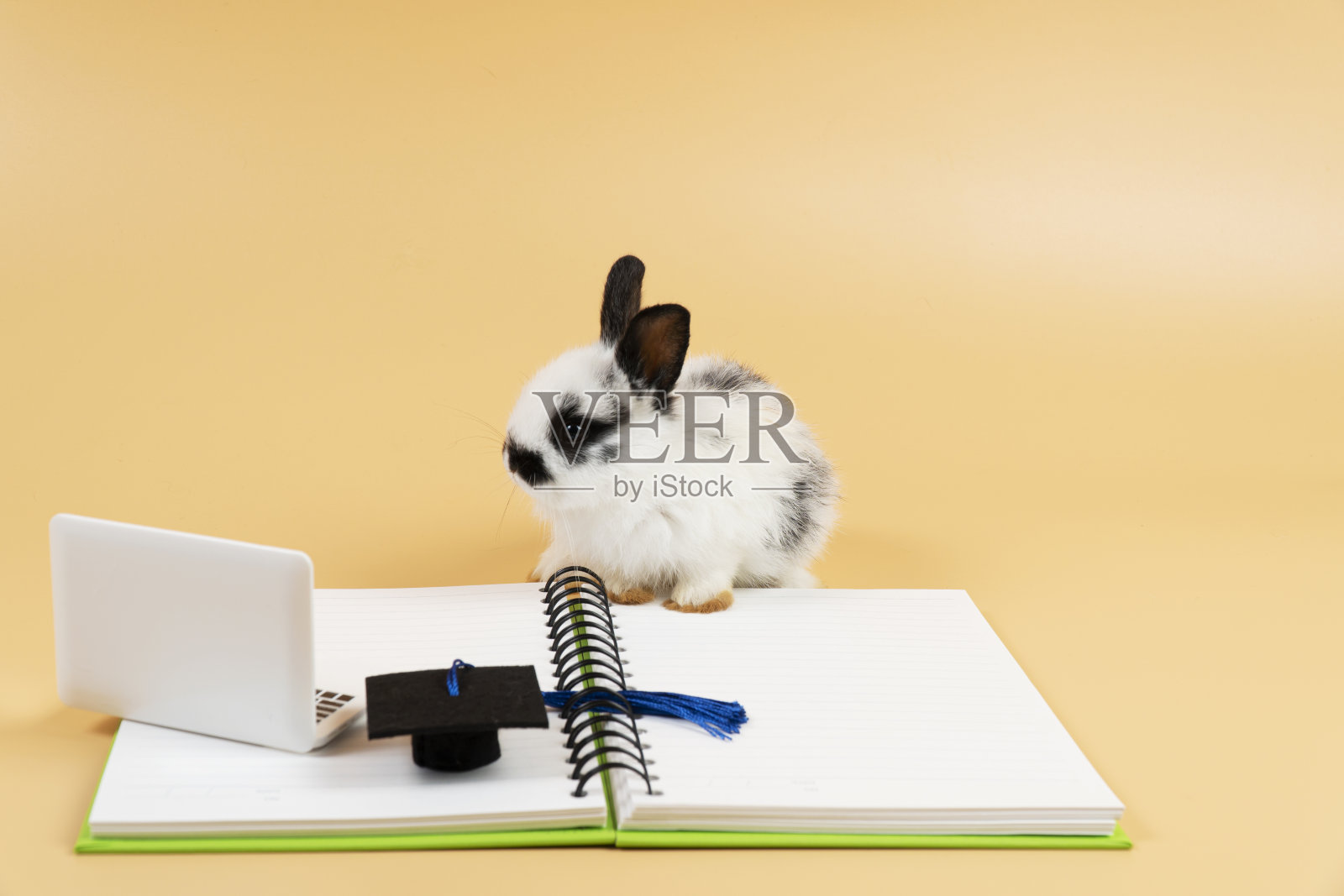 可爱的毛茸茸的小兔子看着笔记本电脑上的书，而坐在孤立的柔和的背景。新生兔子用小电脑在线学习信息。动物的教育理念。照片摄影图片