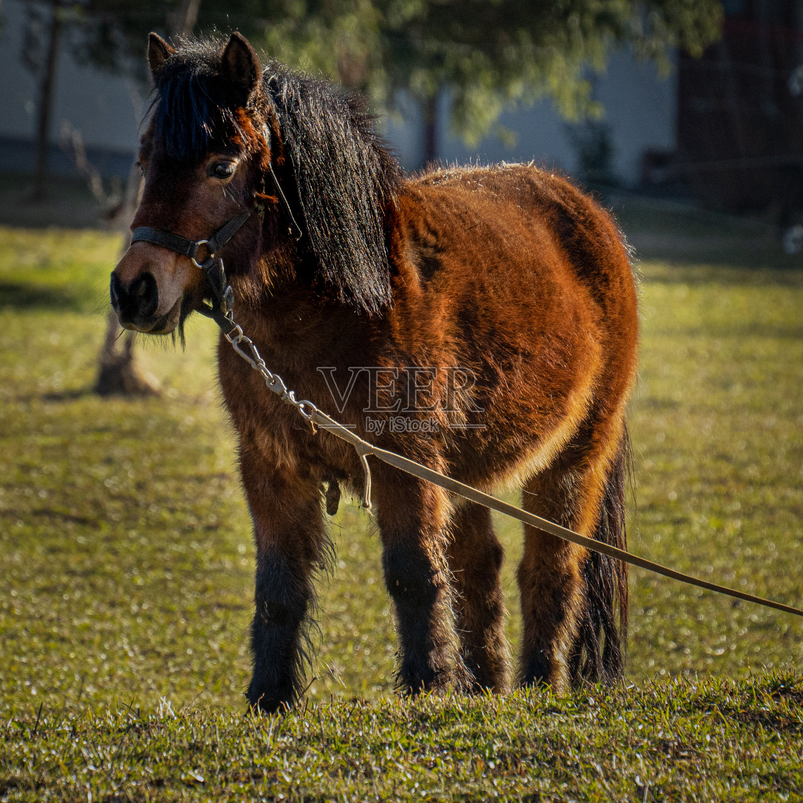 国内的马照片摄影图片