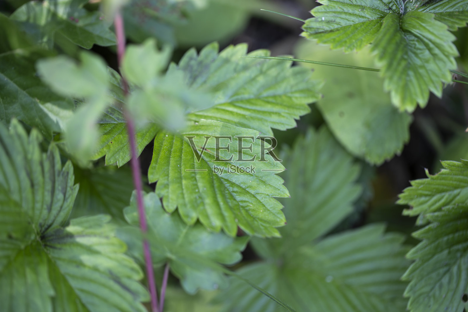 绿色植物背景和植物结构可作为图形背景或装饰照片摄影图片