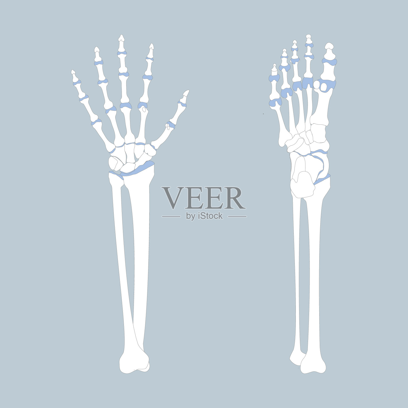 手足骨具有臂、腿解剖学、身体内部器官部分骨科保健插画图片素材