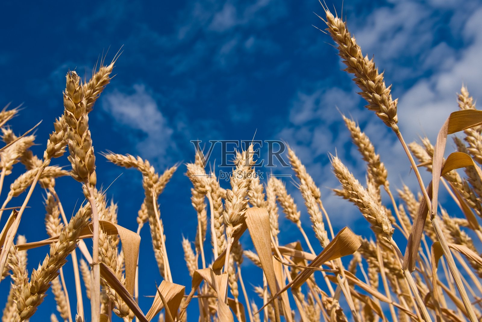 特写小麦穗在蓝天的背景照片摄影图片