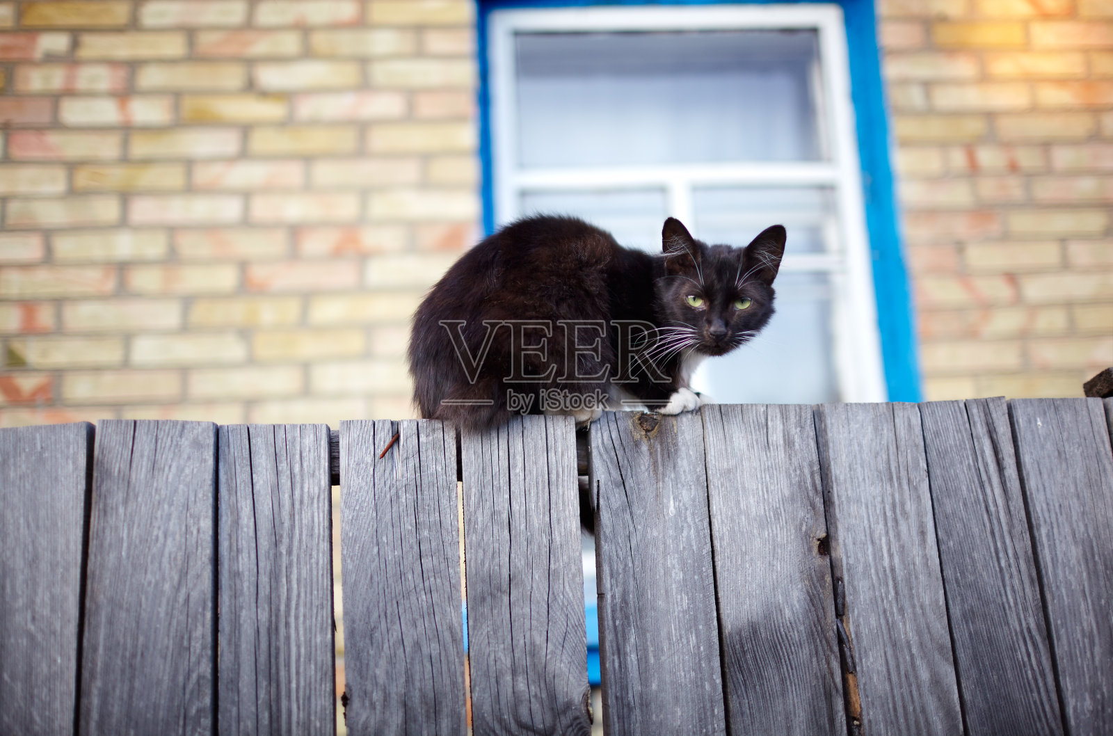 黑猫坐在篱笆上照片摄影图片
