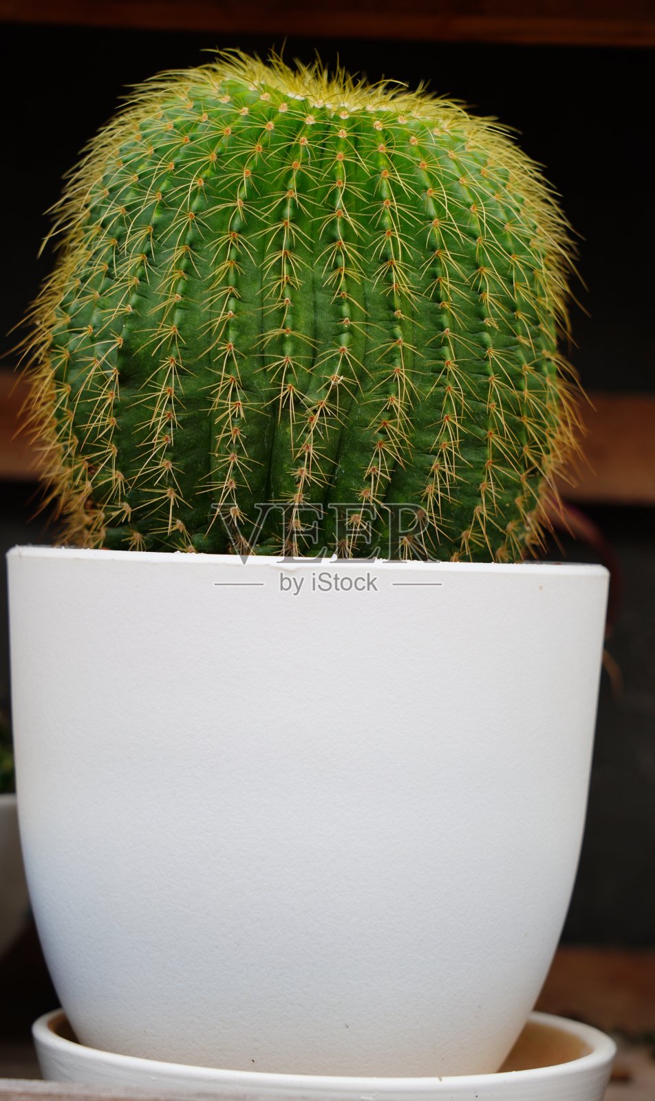 仙人掌在锅照片摄影图片