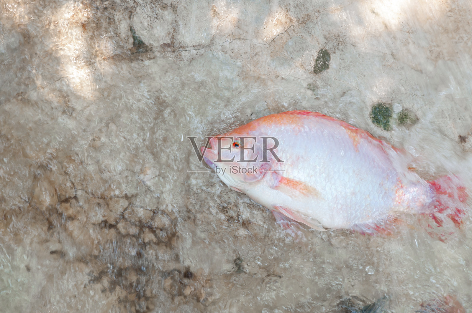 鲜红罗非鱼在水农场，鱼在笼子里照片摄影图片