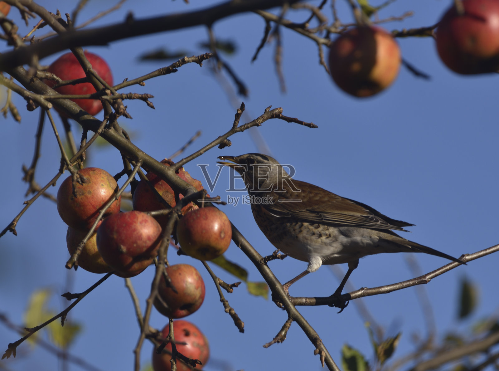 小箭袋照片摄影图片