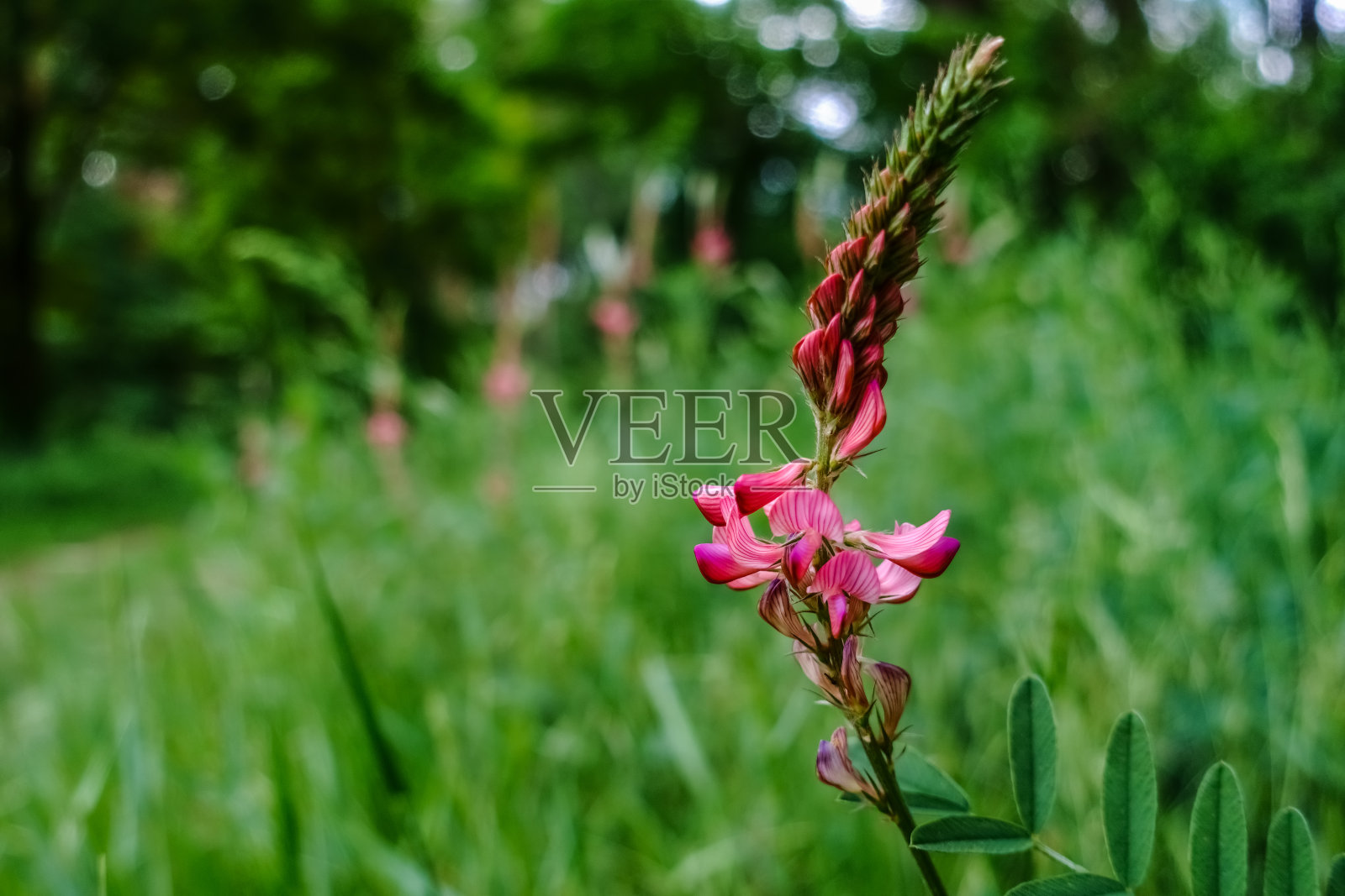 绿色草地上的一株植物开了一朵奇妙的花照片摄影图片
