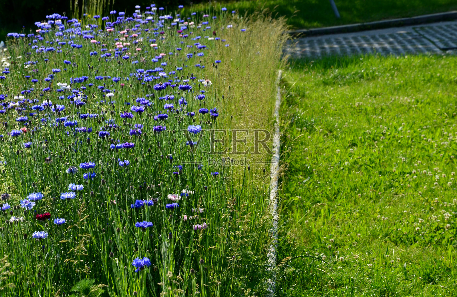 停车场和公路之间种着一片开花的草地。该地区附近有一座木房子作为住宿和产卵昆虫。有洞用来产虫卵的树枝或木头。照片摄影图片
