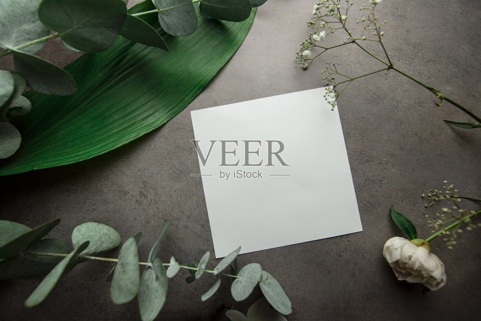 空白白纸与地方的文字与灰色背景植物叶和桉树枝照片摄影图片