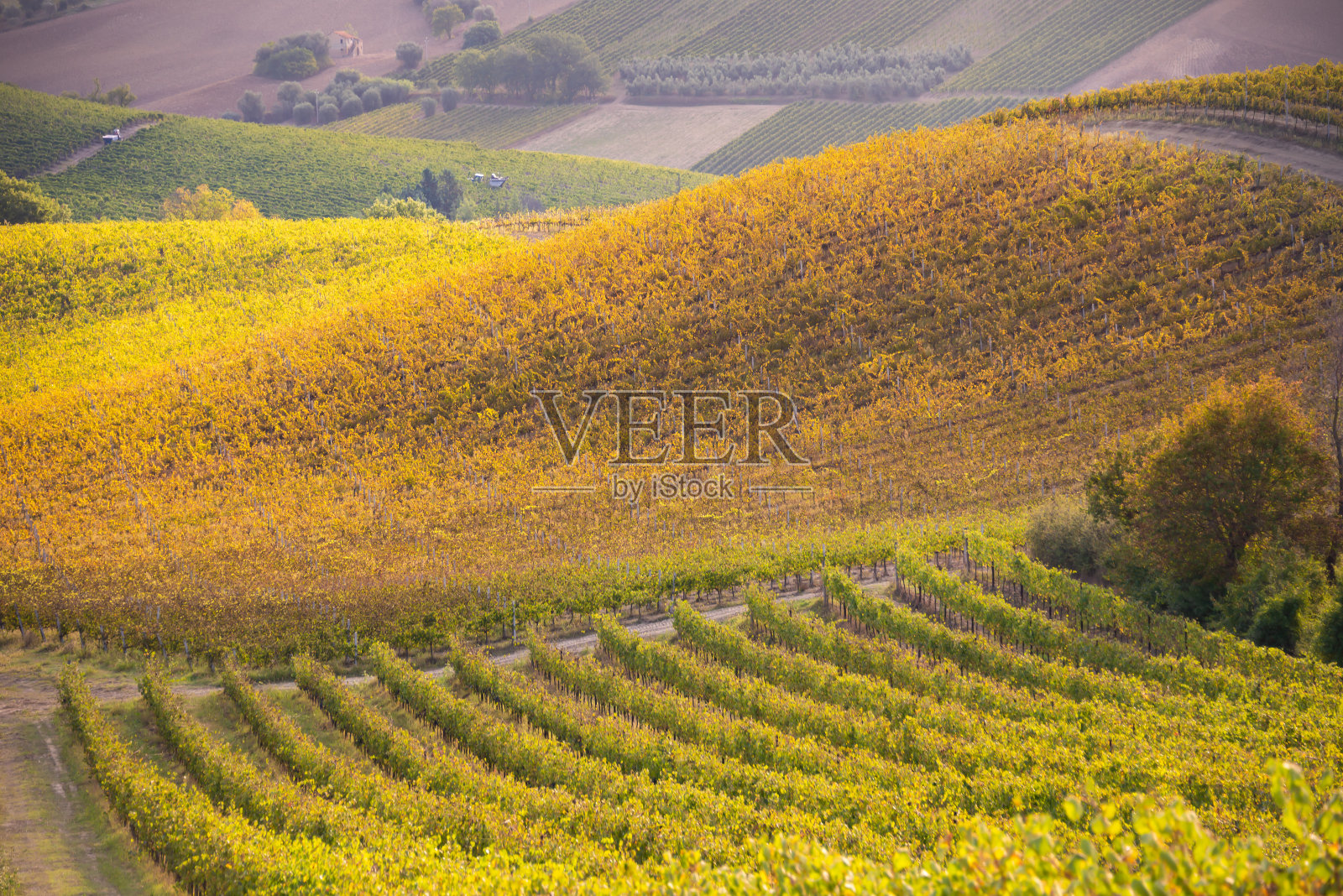 秋日的阳光照耀下，葡萄园和酒庄照片摄影图片