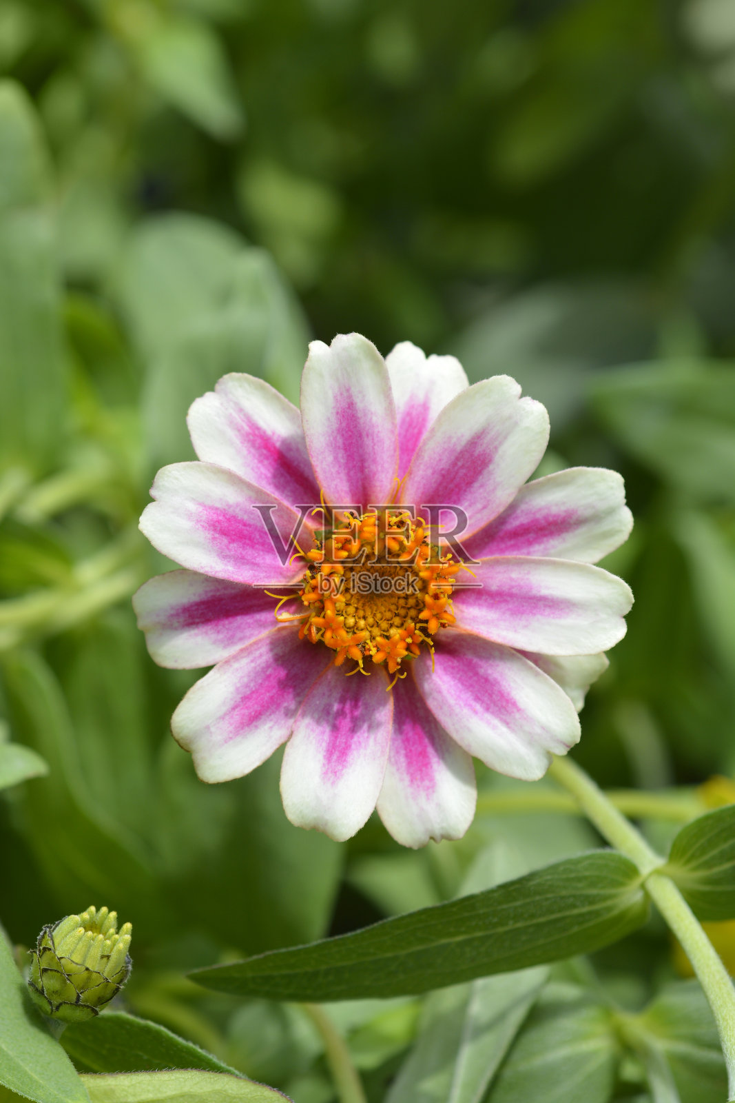 常见zinnia照片摄影图片