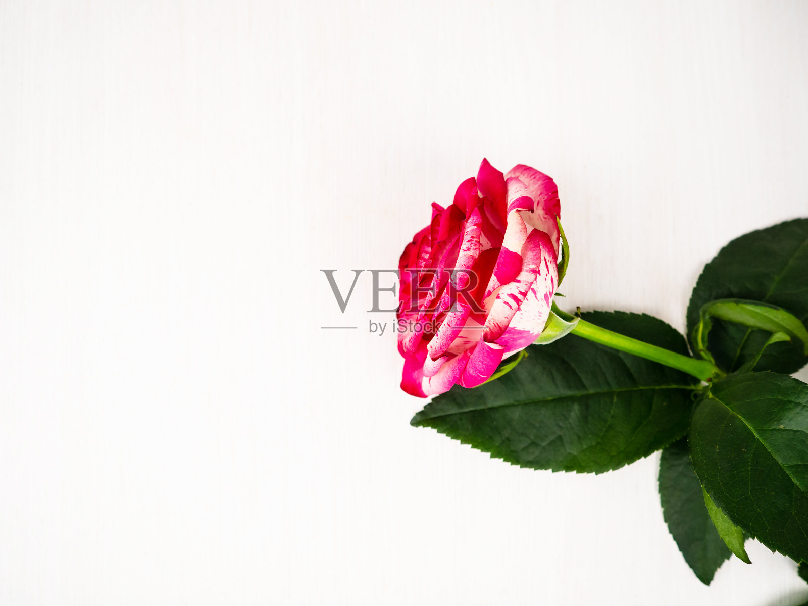 一朵花在白色背景上的特写。照片摄影图片