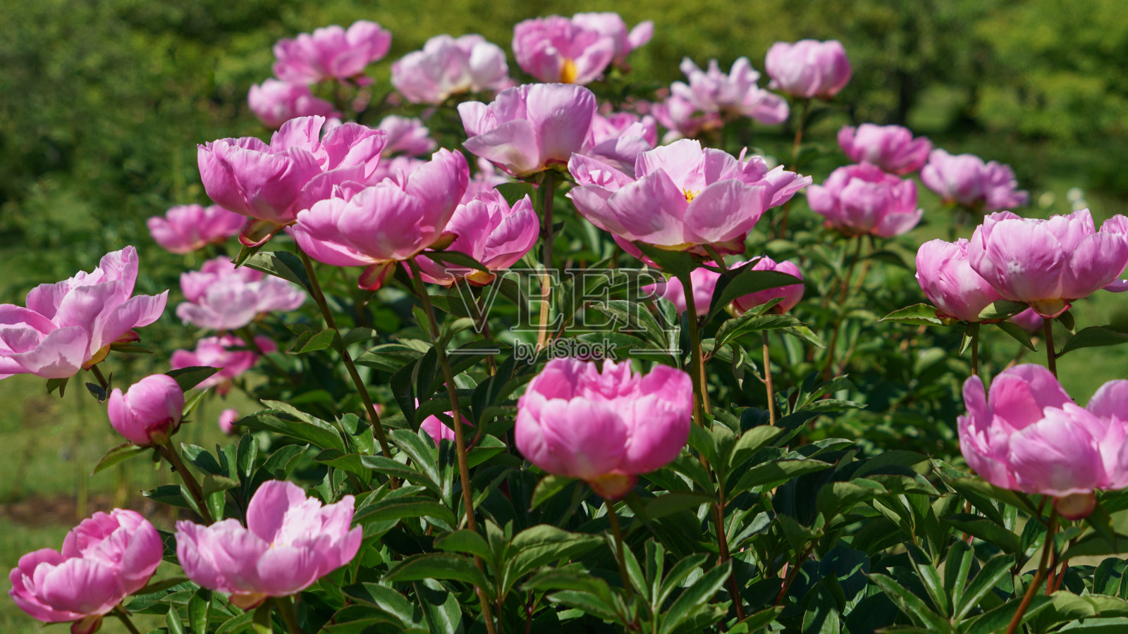 牡丹的美照片摄影图片