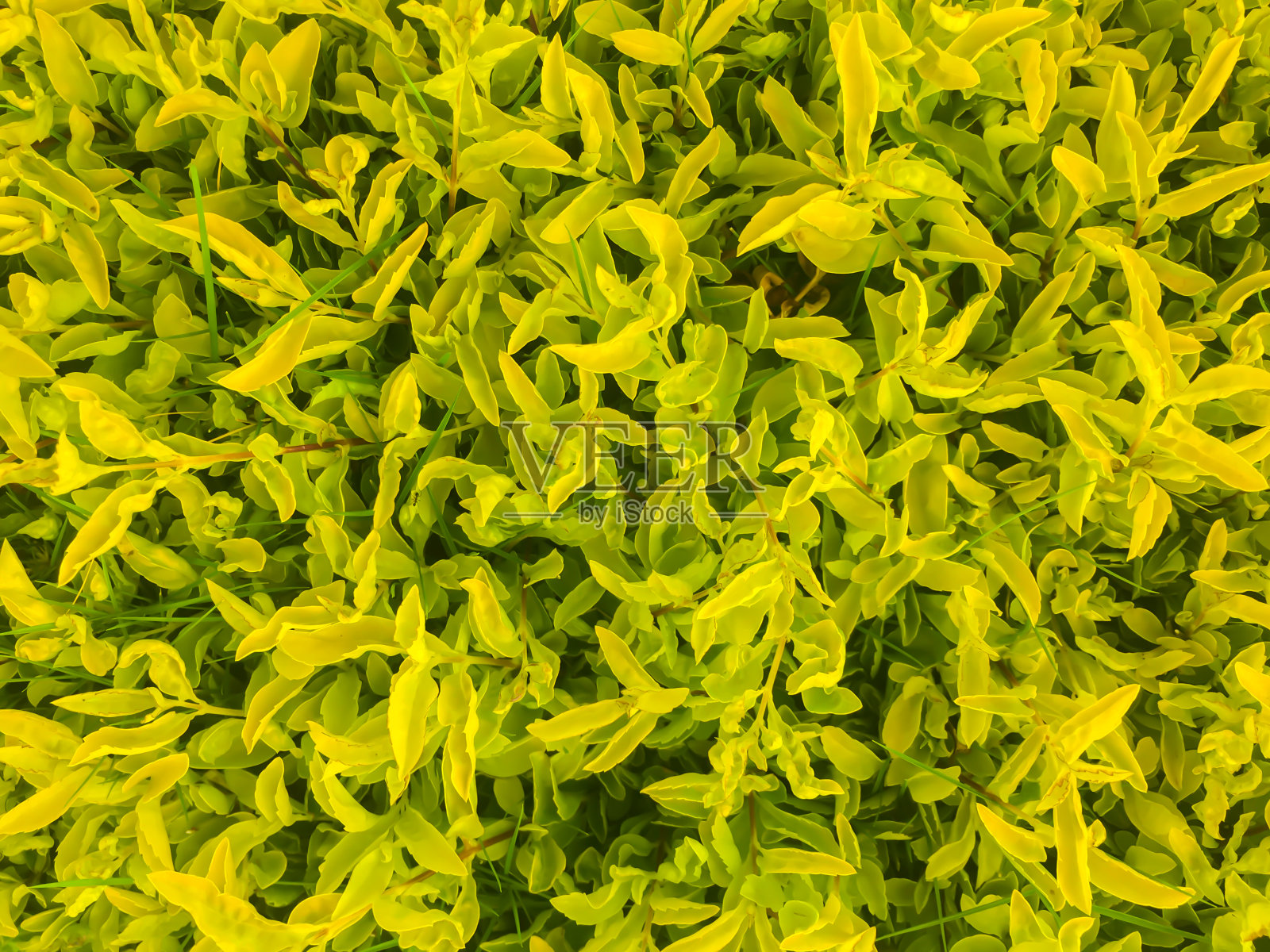 绿色的灌木预示着春天的来临。绿叶背景。照片摄影图片