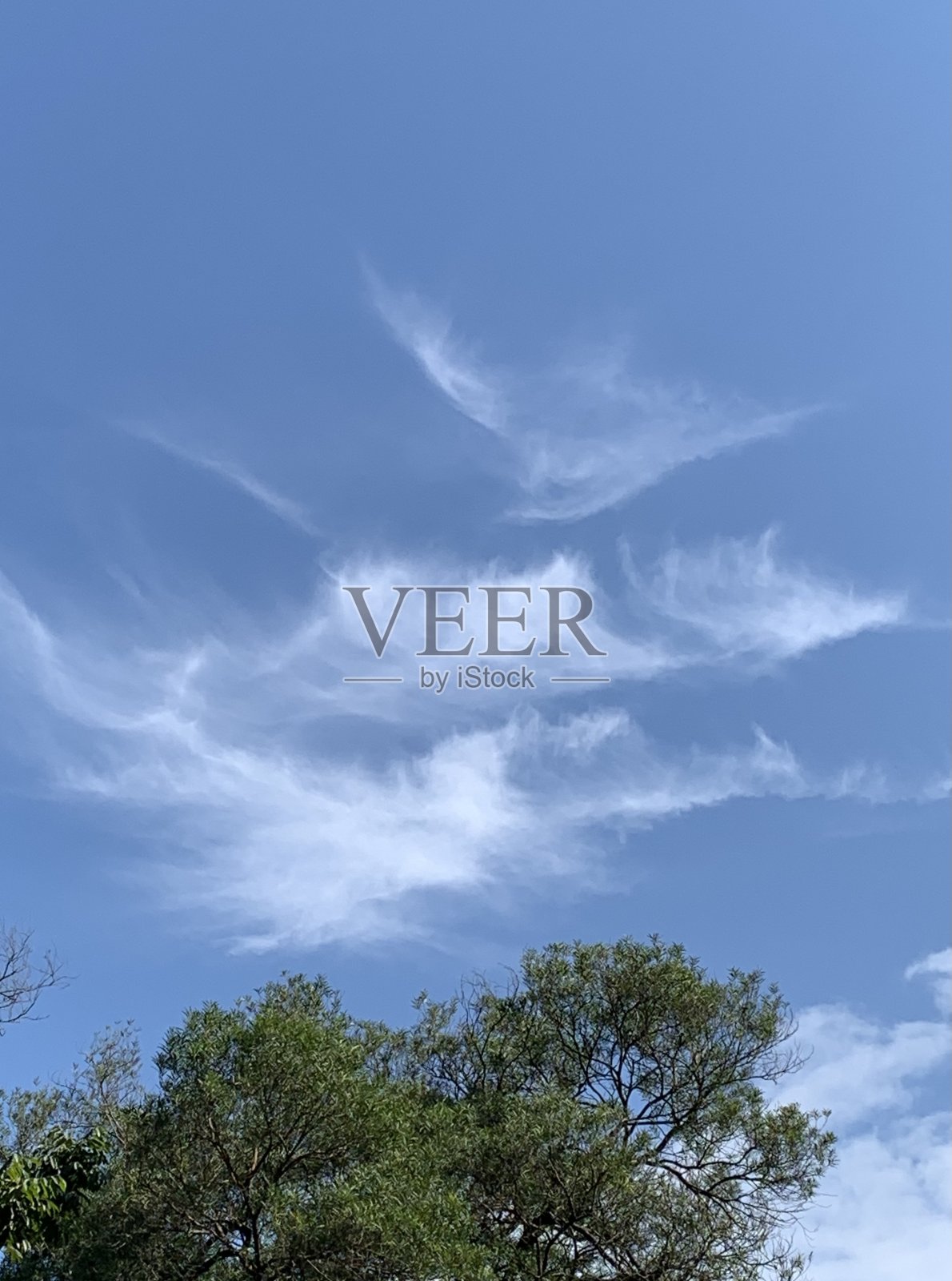 天空和树照片摄影图片