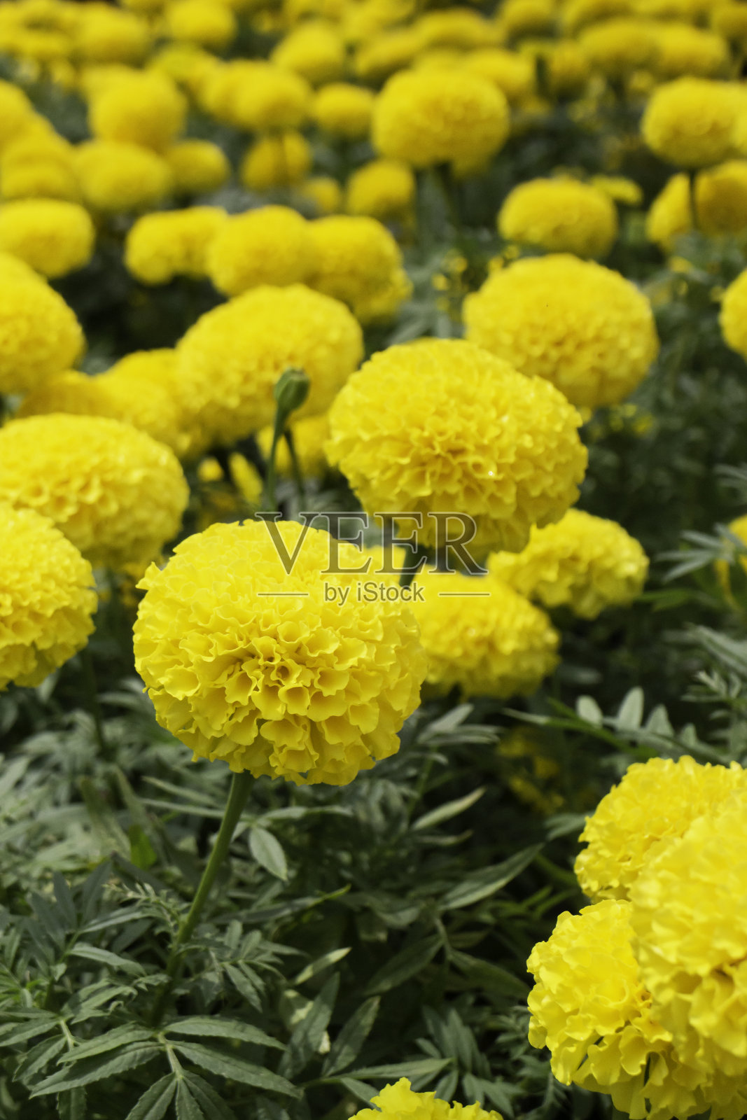 明亮的春天的叶子在树上照片摄影图片