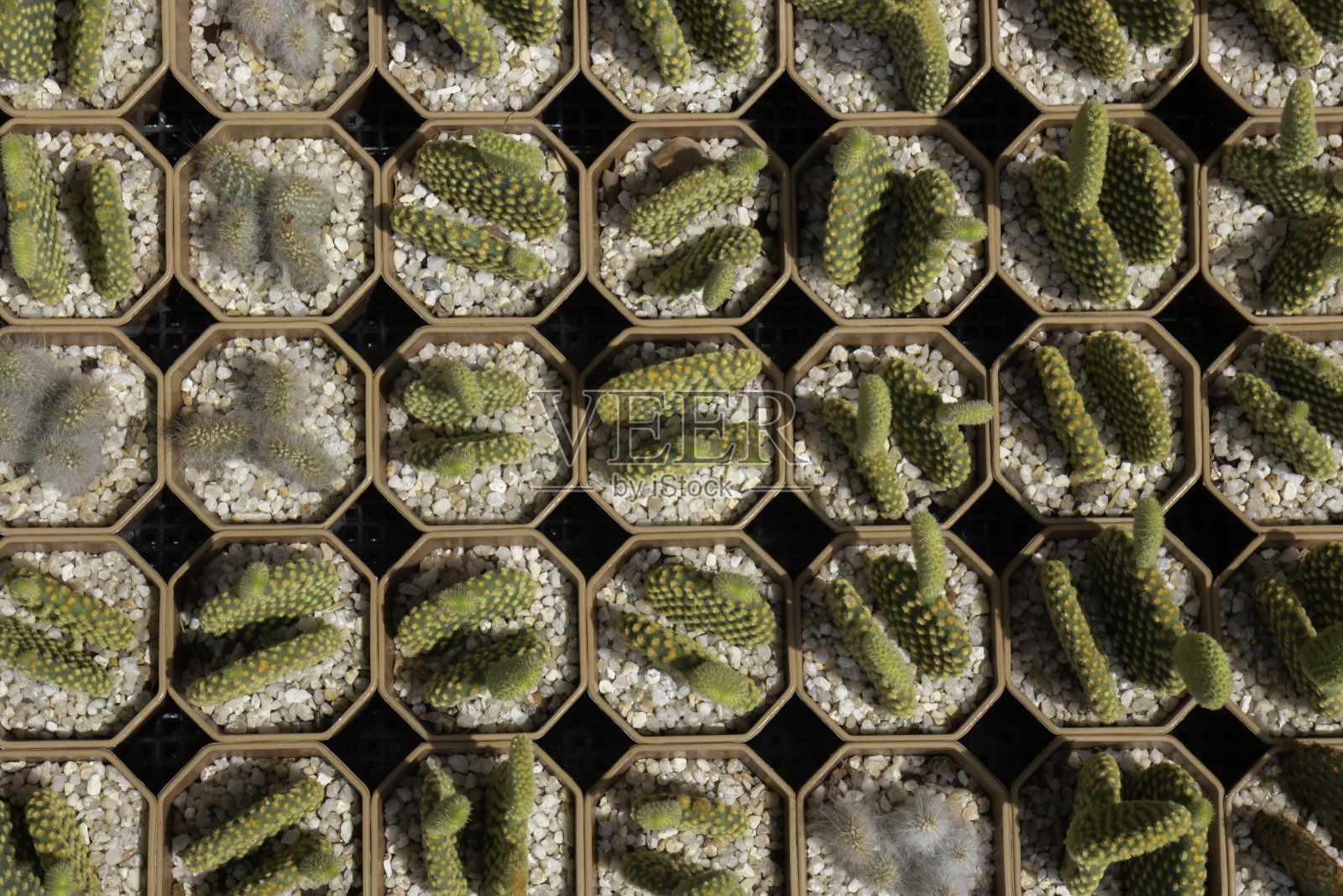 明亮的春天的叶子在树上照片摄影图片