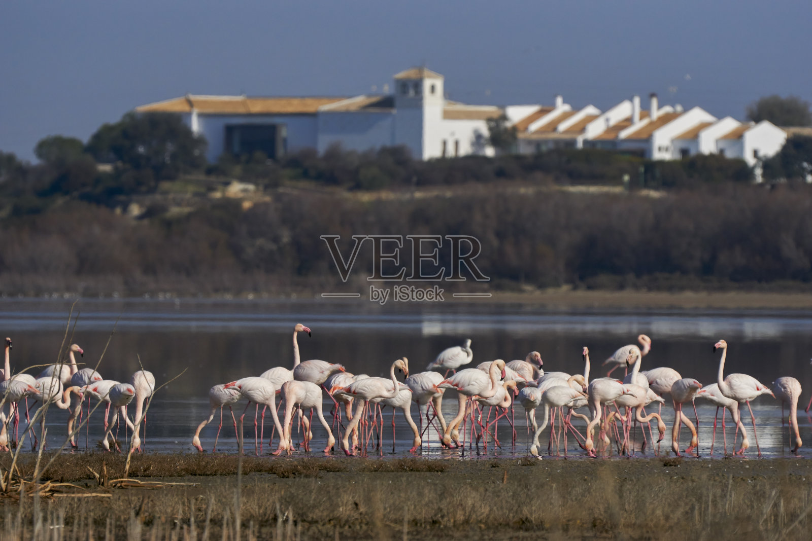 一群普通的或粉红色的火烈鸟(腓凤蝶)，在马拉加的富恩特·德·皮德拉泻湖的游客中心。西班牙照片摄影图片
