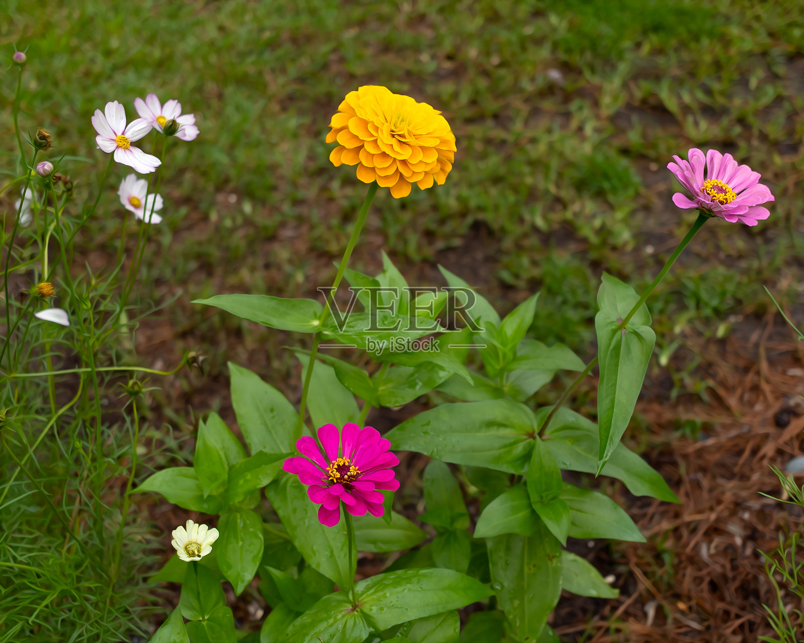 花园里的混合花卉包括百日菊照片摄影图片