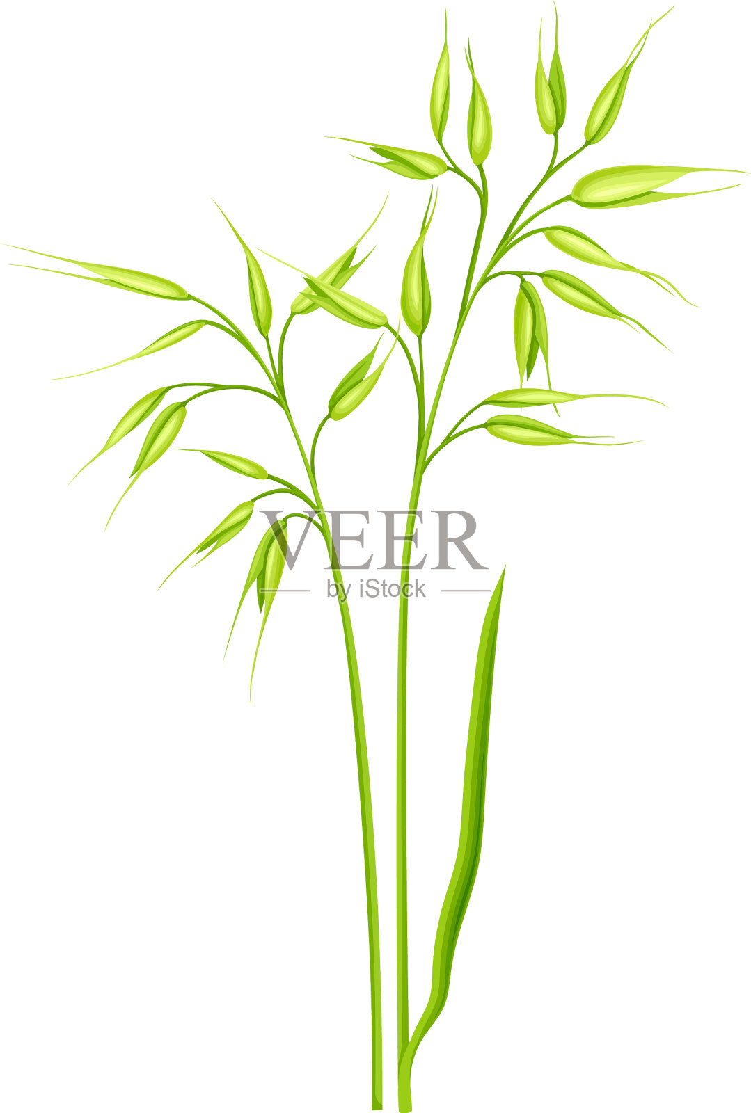 燕麦作为谷物作物或谷类品种而栽培插画图片素材