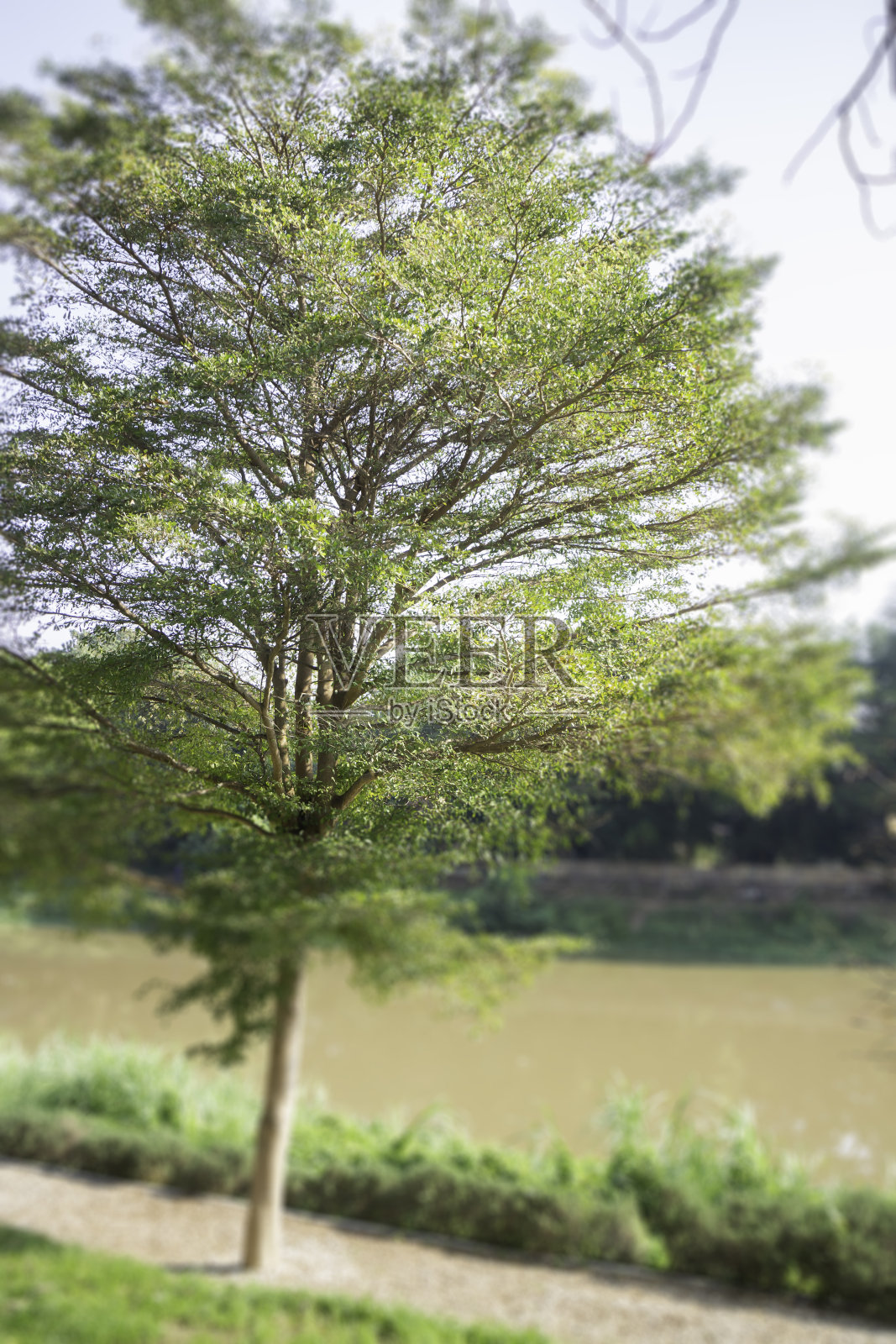 户外花园休闲绿色咖啡厅照片摄影图片