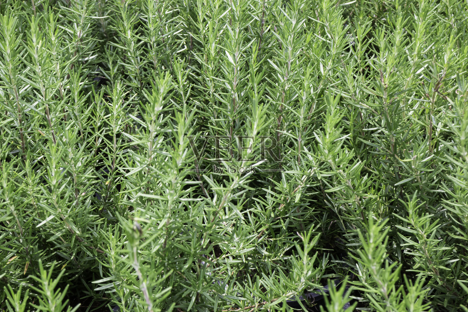 明亮的春天的叶子在树上照片摄影图片