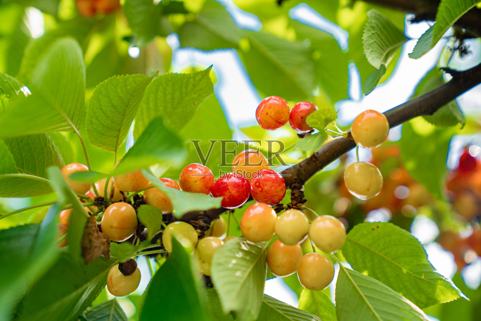 分支与樱桃。收获浆果和水果。照片摄影图片