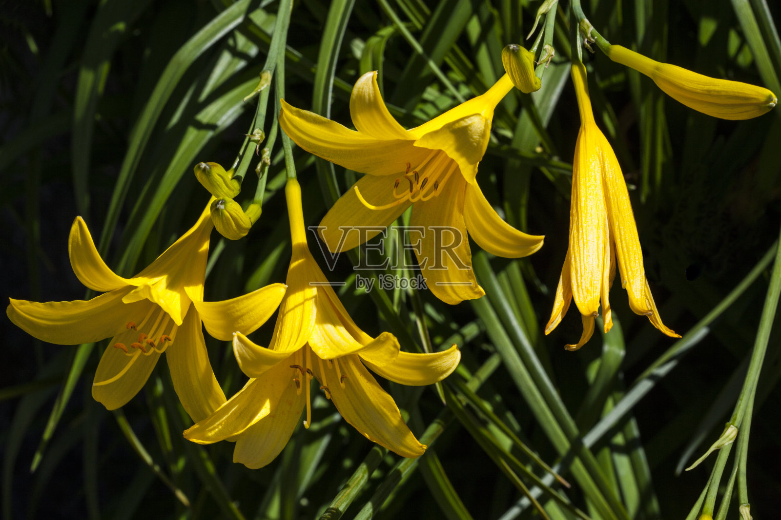 萱草-黄萱草照片摄影图片
