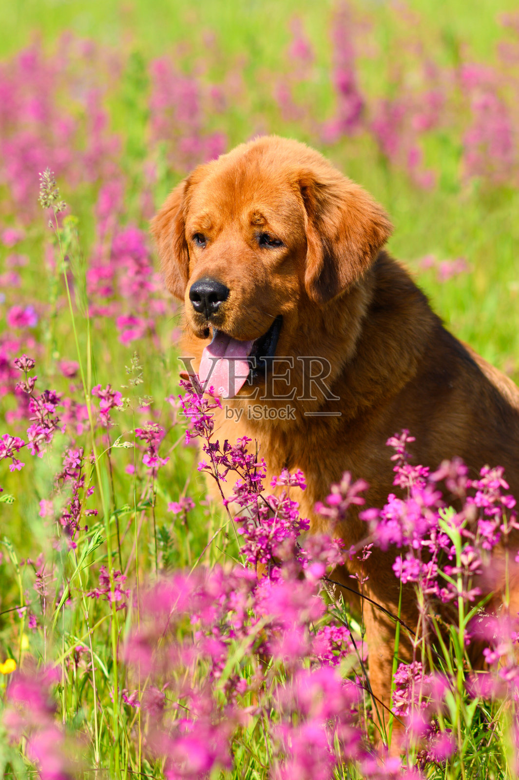 大红毛狗在田野上带着花。照片摄影图片