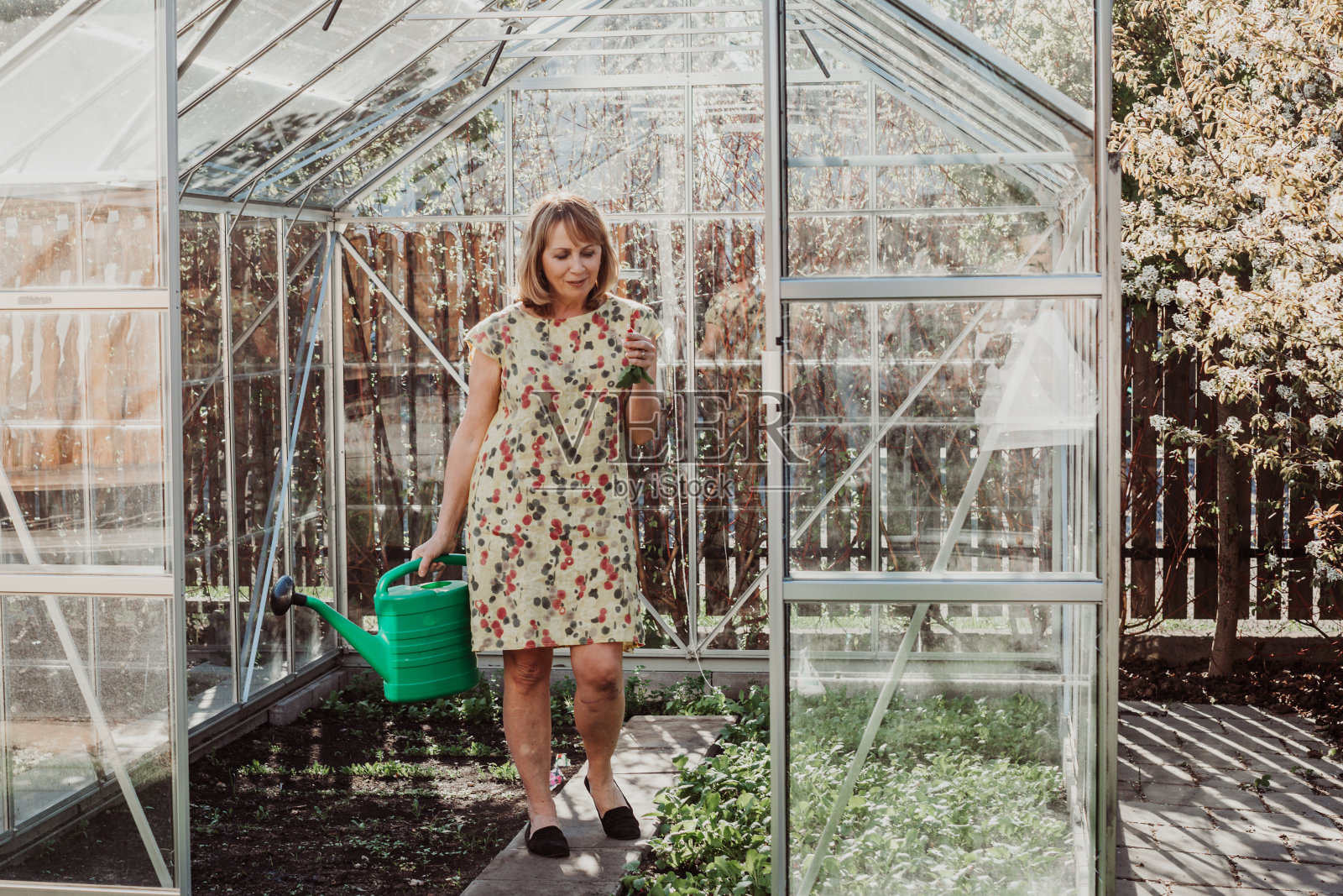 女园丁正在给温室里的植物浇水。她拿着一个绿色的塑料喷壶。照片摄影图片