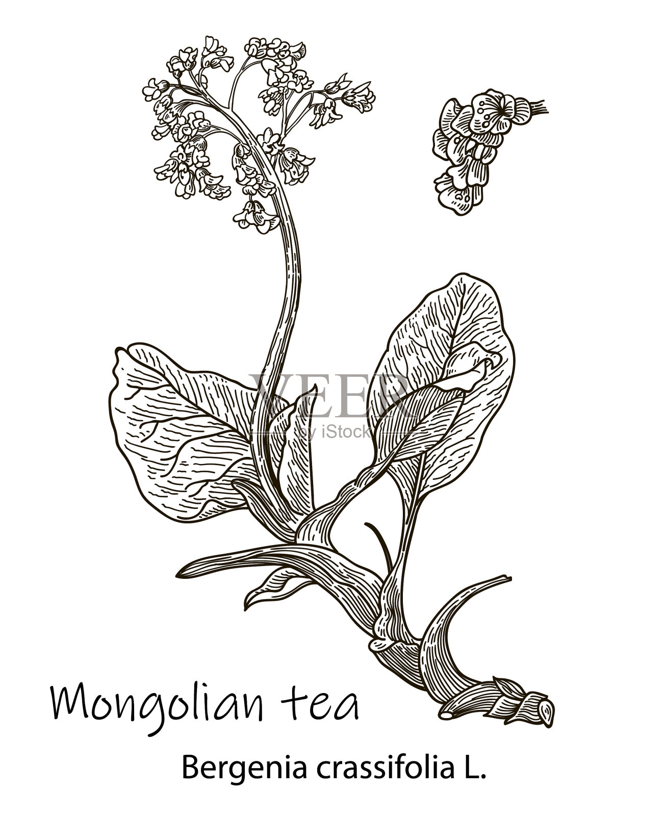 巴丹草手绘草图插画图片素材