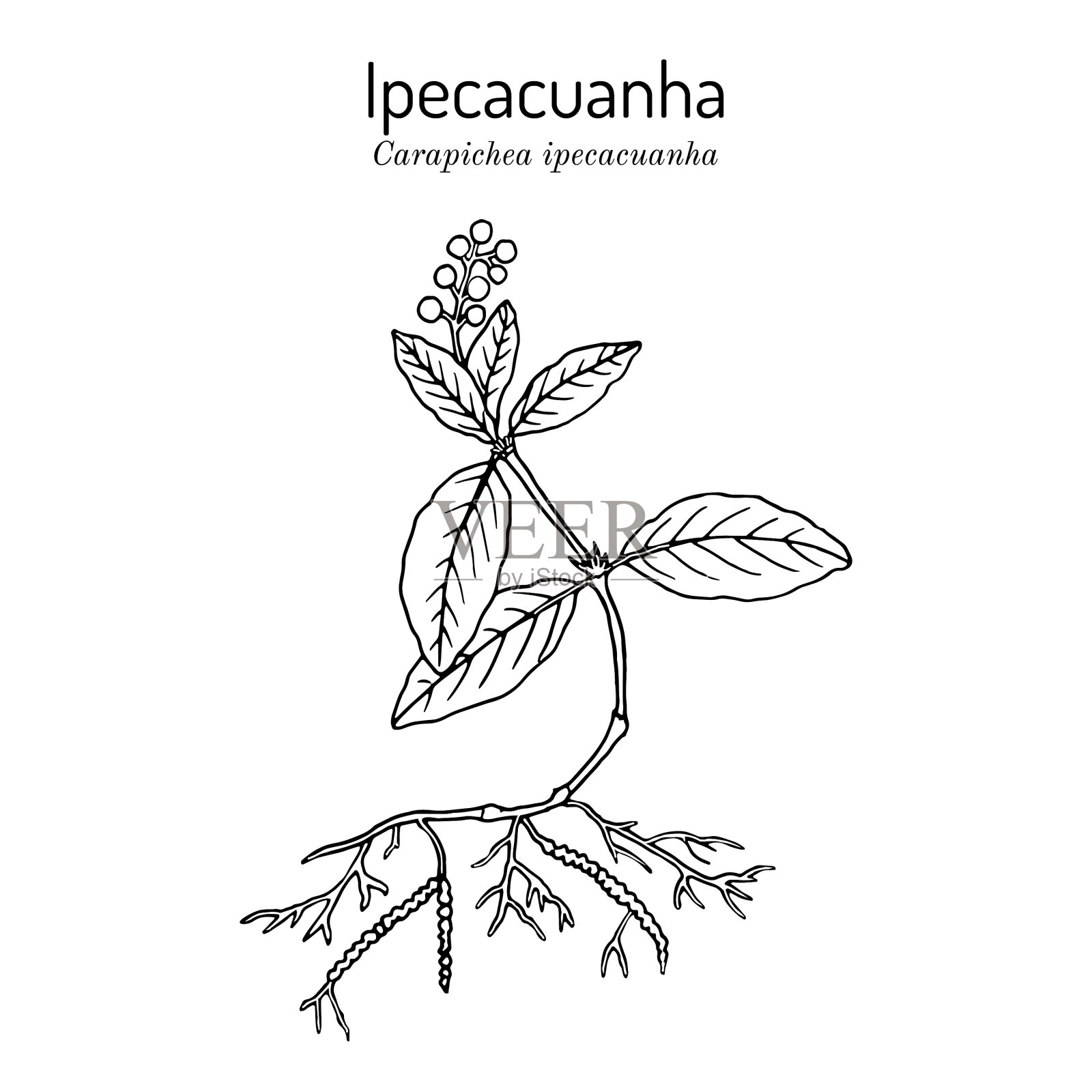 吐根药用插画图片素材