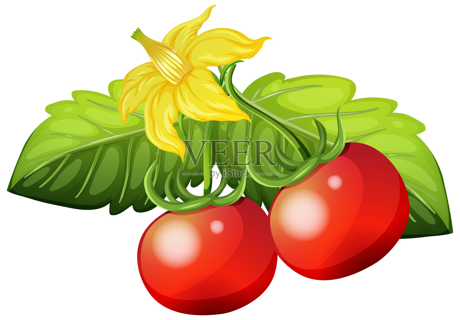 白色背景上的新鲜番茄插画图片素材