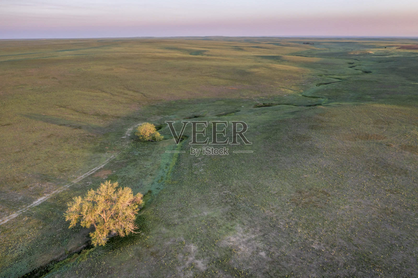 短草草原季节性溪流旁的孤独树木照片摄影图片
