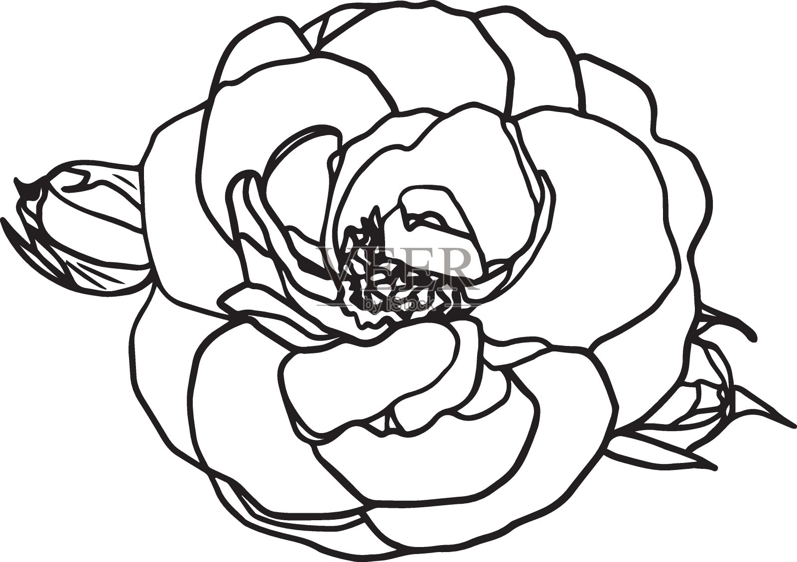 玫瑰草图。花矢量手绘插图。植物插图草图。玫瑰黑墨速写插画图片素材