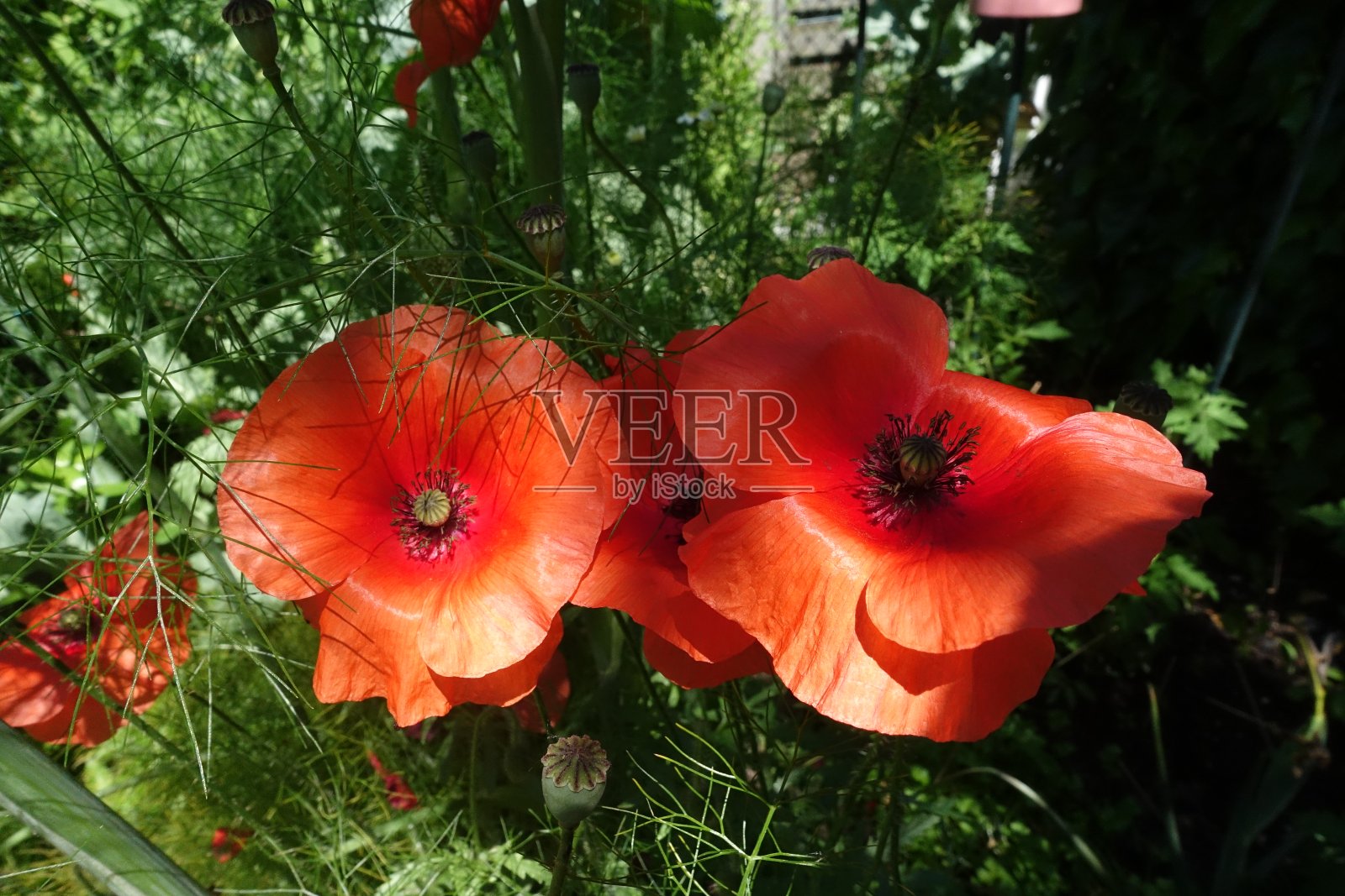 在春天的季节“Coquelicot”照片摄影图片