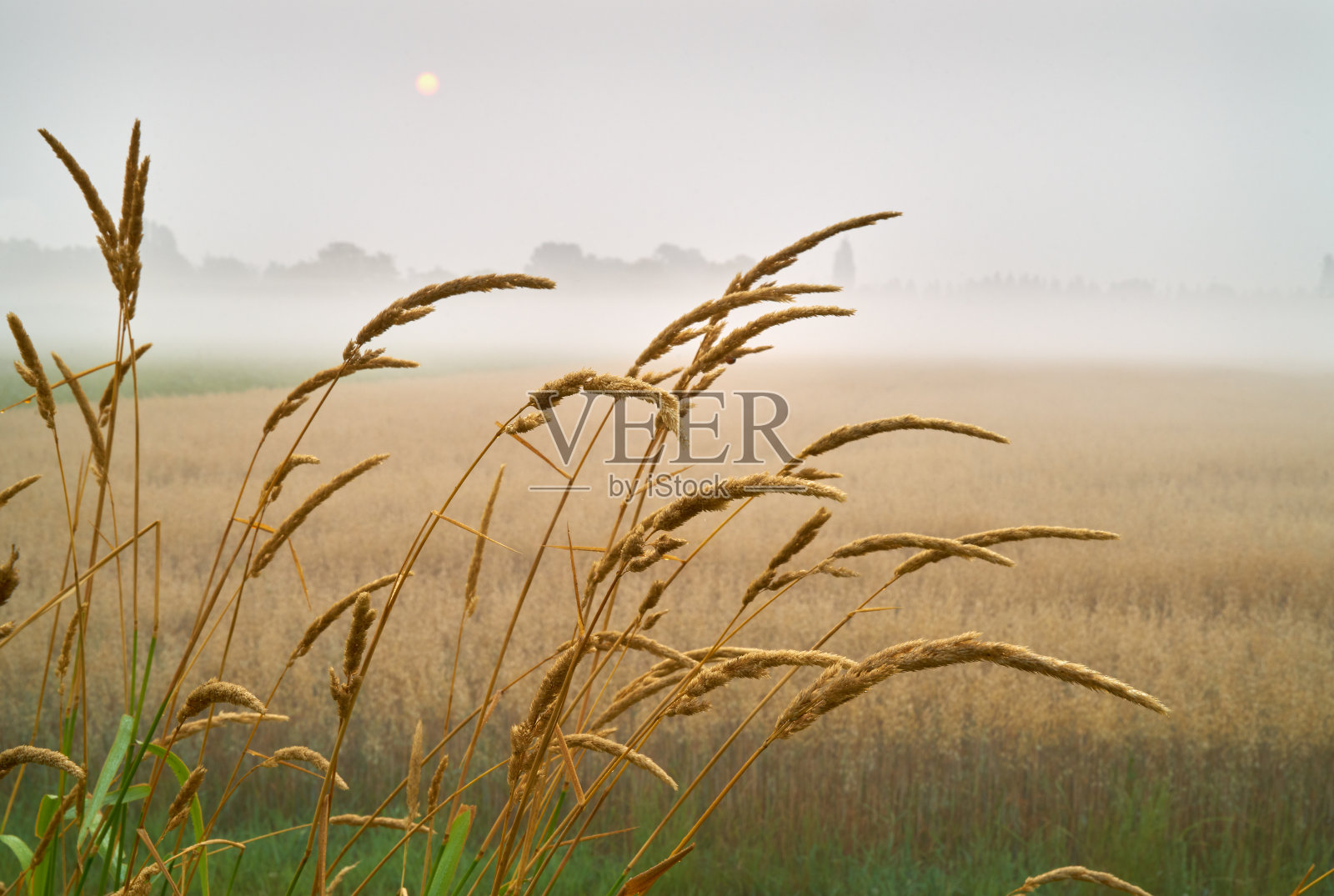 农场上的雾和雾照片摄影图片