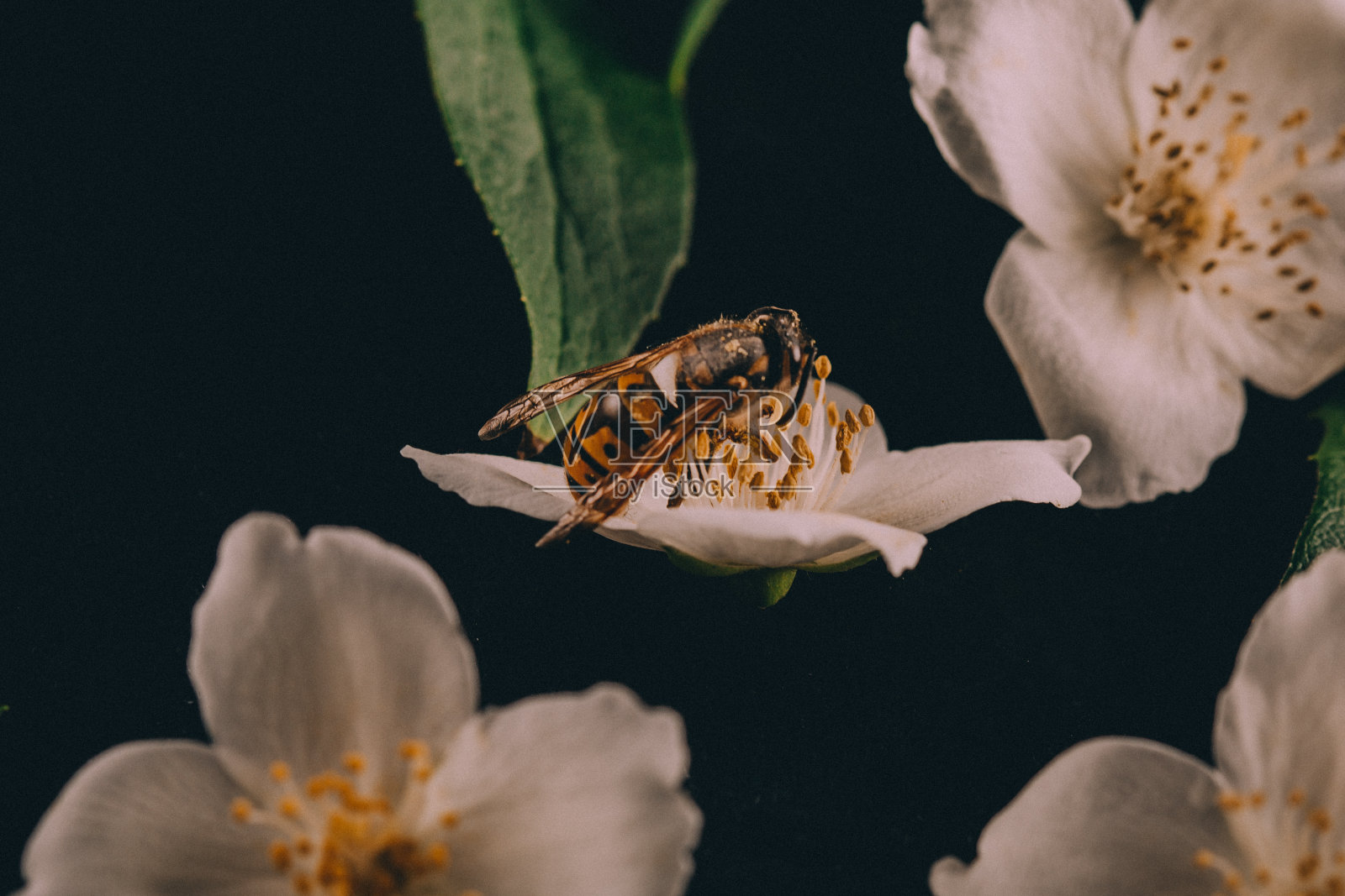 茉莉花上的蜜蜂照片摄影图片