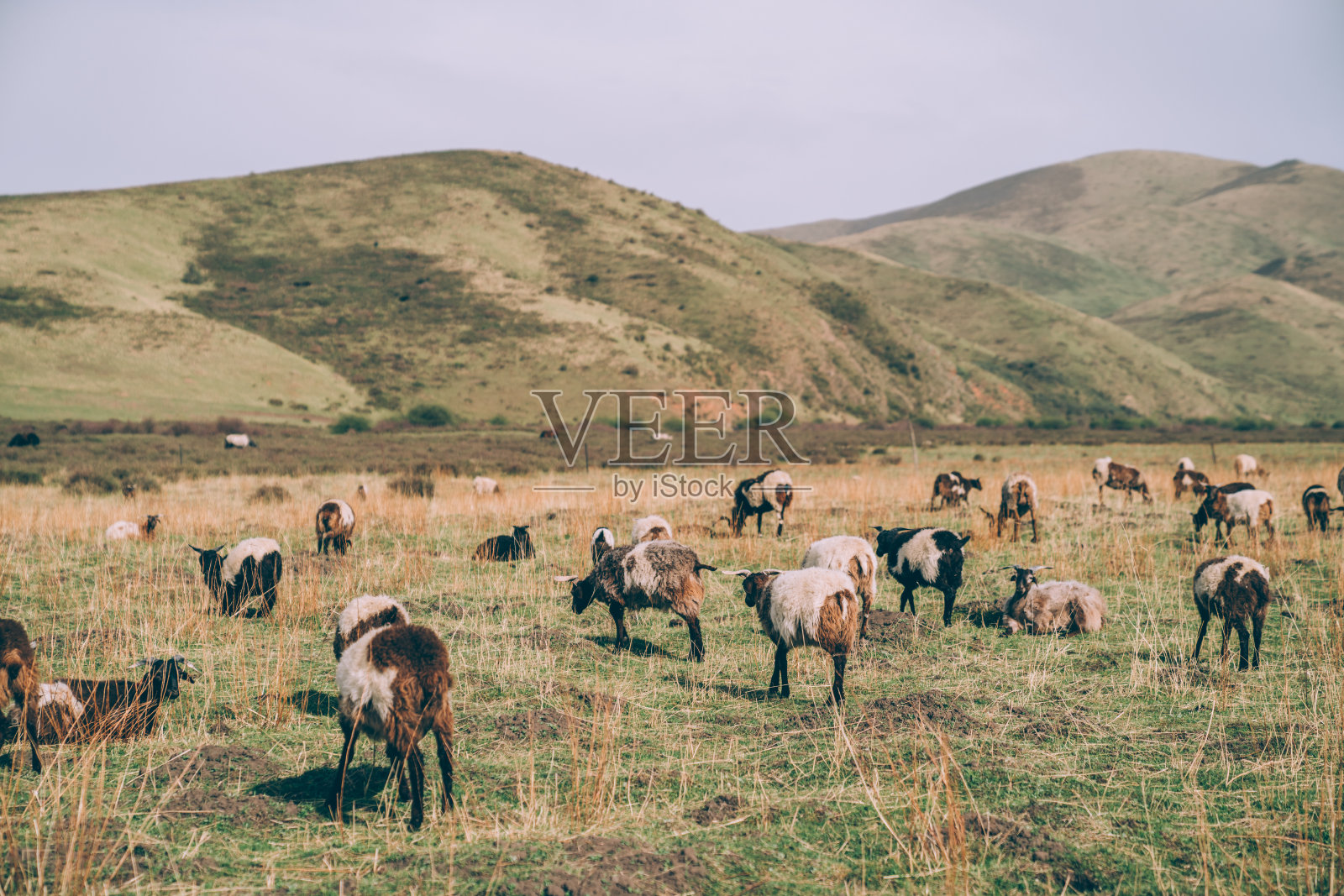 自然在西藏照片摄影图片