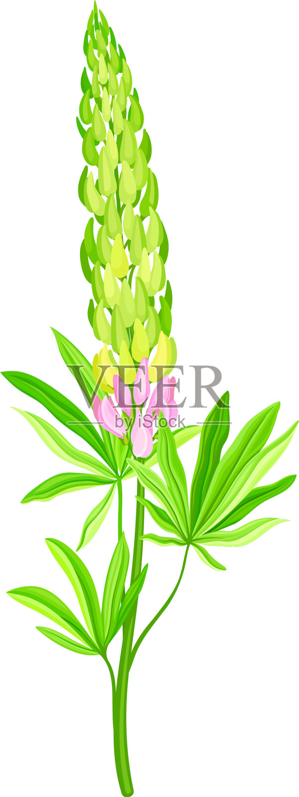 具花的羽扇豆或羽扇豆开花植物插画图片素材